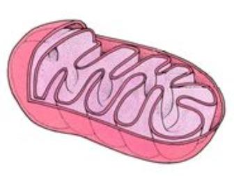 Cell Organelles Mitochondria this is the cell s energy center.