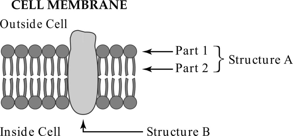 34. Use the figure of a cell membrane below to answer the following question(s). What kind of molecule is Structure A? A. an amino acid B. a phospholipid C. a carbohydrate D. a nucleic acid 35.