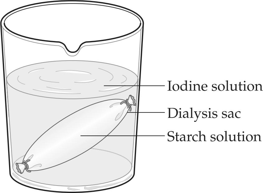 A selectively permeable dialysis sac containing a starch solution is placed into a beaker of iodine solution.