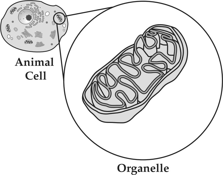 36. Use the information and diagram below to answer the following question(s). Animal cells contain an organelle that helps release energy. A diagram of this organelle is shown below.