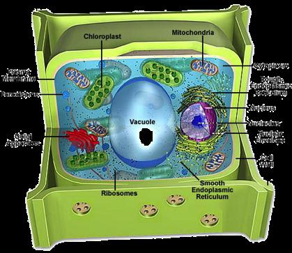 functions for a cell Found in the cytoplasm May or