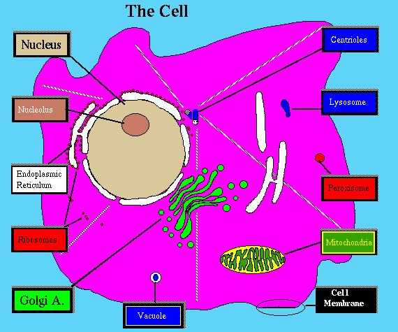 (attached) Ribosome (free) Cell Membrane