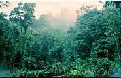 Tropical or Lowlatitude Climates: Controlled by equatorial tropical air masses Tropical Moist Rainforest Rainfall is heavy in all months - more than 250 cm. (100 in.).