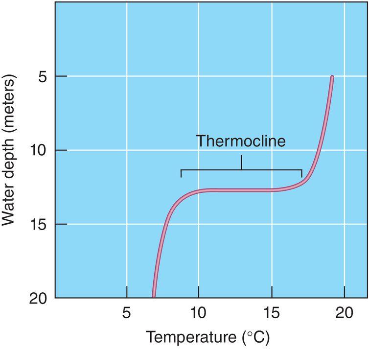 Thermal Stratification Temperature changes sharply with depth Thermocline Temperature transition