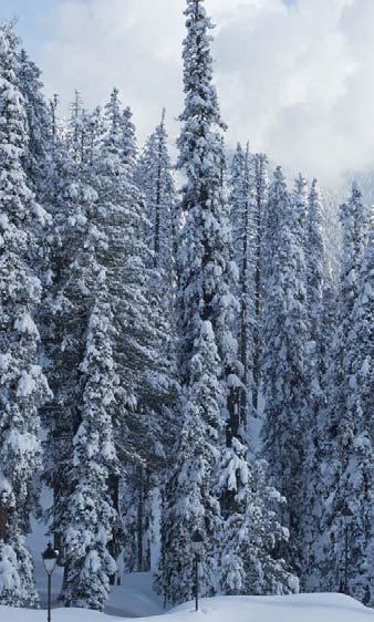 Coniferous Forest Biome The climate,