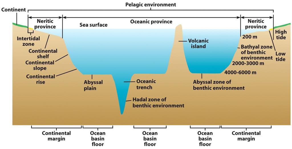 Marine Ecosystems Subdivided into life zones