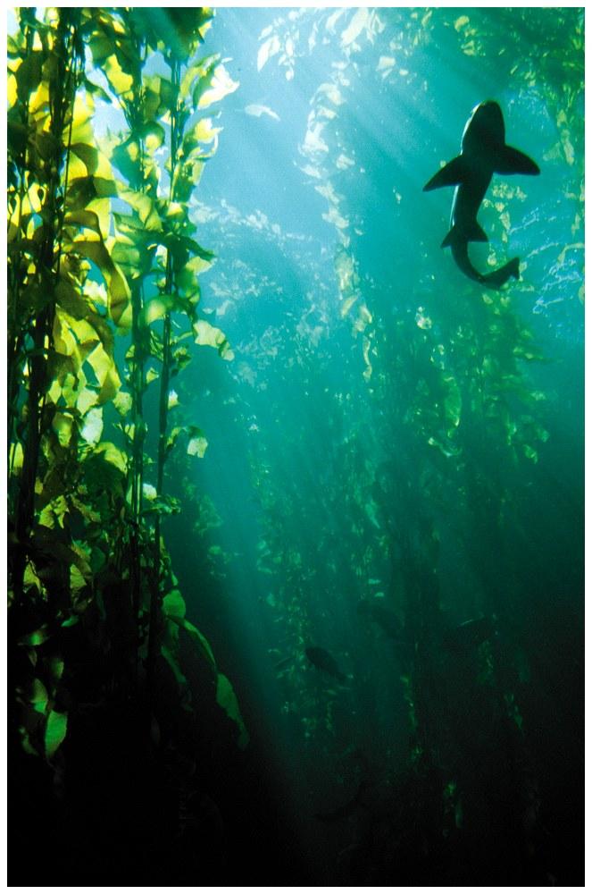 habitat to ecosystem Kelp Forest 60 m long brown algae found off rocky shores Large Biodiversity Coral Reefs Built from accumulated layers of CaCO 3 Colonies of