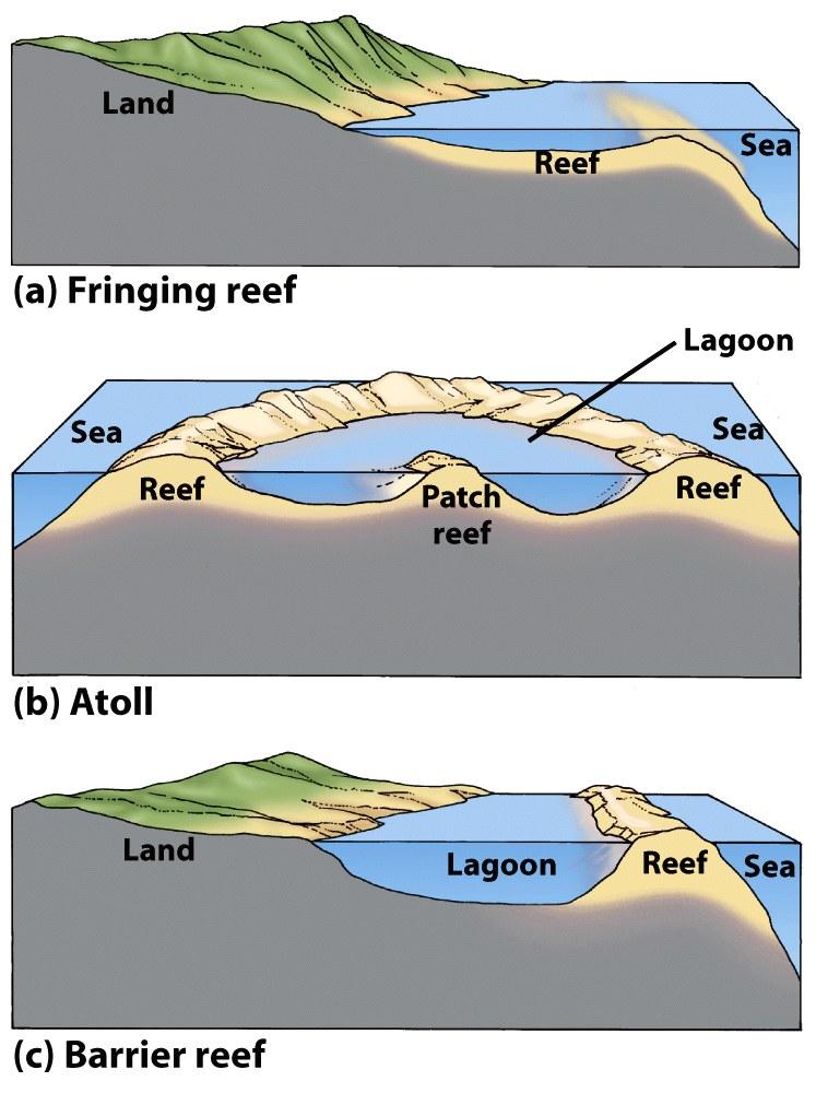 Coral Reef Environments Three types of coral reefs Fringing reef - directly attach to continent - no lagoon Atoll - circular reef in a lagoon Barrier reef - separates lagoon from ocean Human Impact