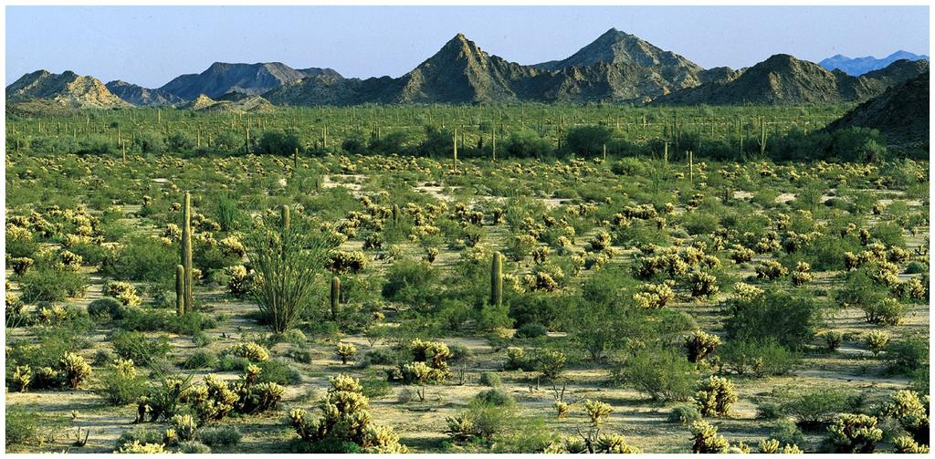 9/20/15 Deserts Soils low in nutrients and high in salts Vegetation sparse cactus and