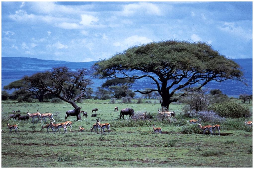 nutrients due to leaching Vegetation Wide expanses of grass, occasional Acacia trees