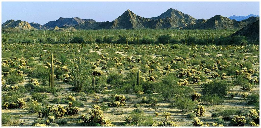 Deserts Soils low in nutrients and high in salts Vegetation sparse