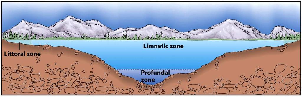 Lakes and Ponds Littoral Zone - shallow water area along the shore Limnetic Zone - open