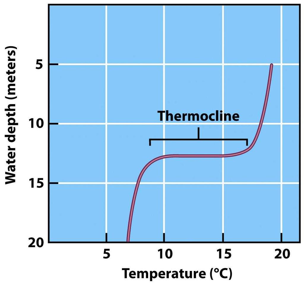 Thermal Stratification Temperature changes sharply with depth Thermocline Temperature