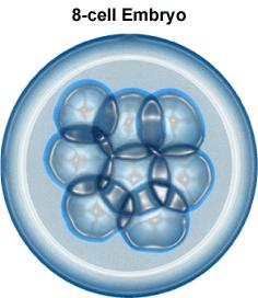 1. The picture shows the 8-cell stage in the development of a rat embryo. A researcher will compare the proteins found in the cells of the embryo. Which results are most likely from this comparison?