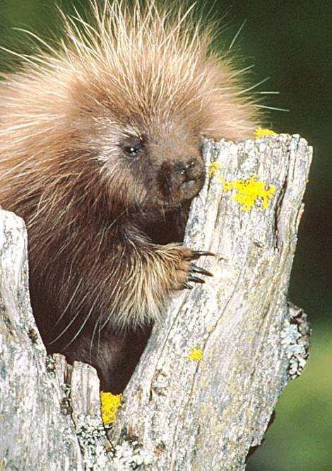 The Porcupine Theory of Gauss Law + Imagine that we have some porcupines with very long quills. Careful examination shows each porcupine has exactly 30 quills.