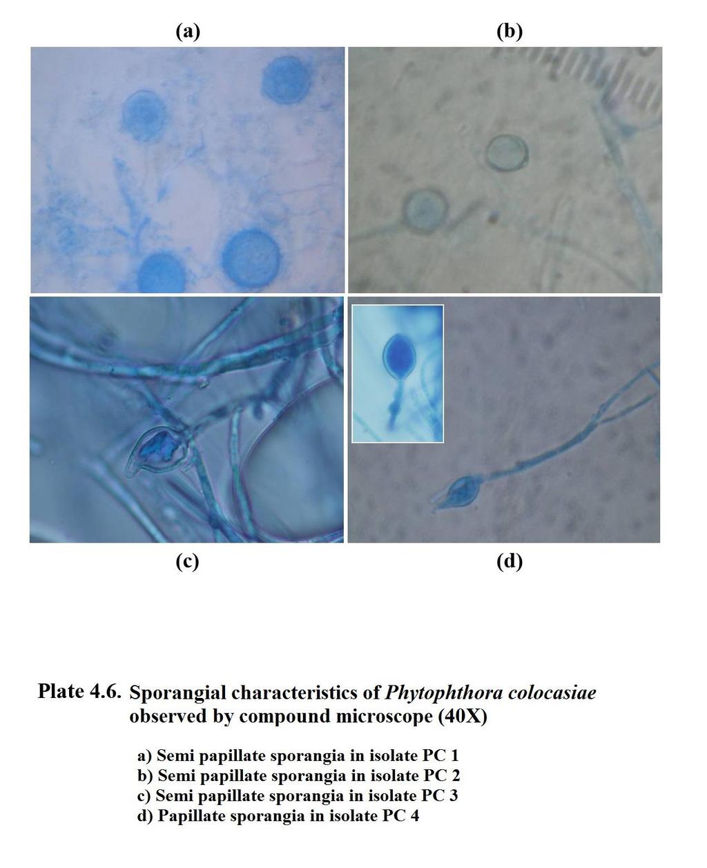 Table.4 Morphological characteristics of sporangia and sporangiophores of different isolates of Phytophthora colocasiae S. No.