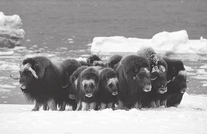 Infer Why do you think it would be difficult for predators to attack animals in a herd? 2. Travel in Groups Some animals, such as musk oxen, travel in herds, or groups.