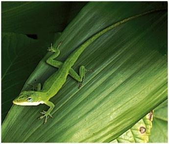 Ex: Green Anole and Brown