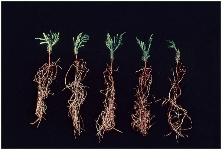 members benefit Ex: Mycorrihzal fungi and plant roots