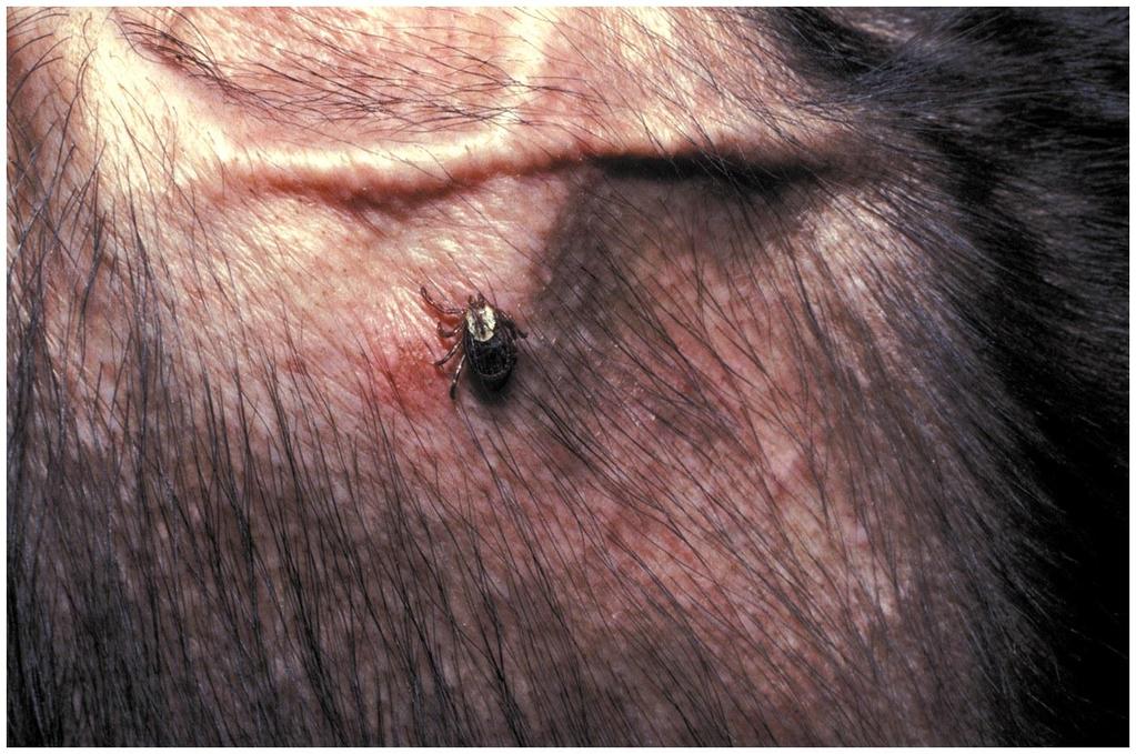 Parasites rarely kill their hosts Ex: ticks Ticks