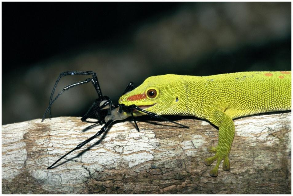 D. Pursuit - Pursuing prey- chasing prey down and catching it Ex: Day gecko and spider
