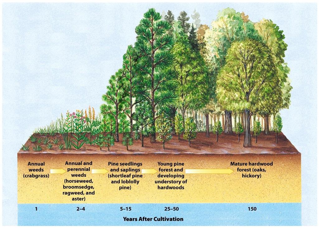 Secondary Succession of an