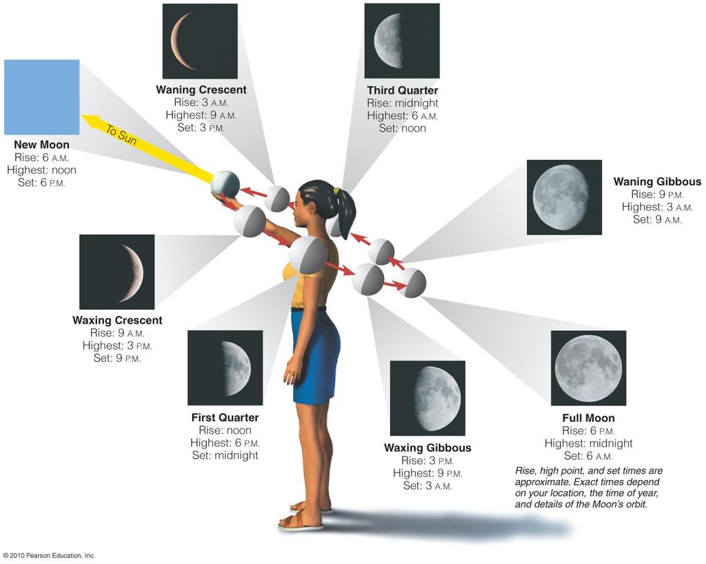 Phases of the Moon Half of Moon is illuminated by Sun and half is dark.