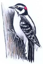 6. Living things are adapted to their environments. Think about a Downy Woodpecker. It has four toes on each foot. Two of the toes are facing forward, and two of them are facing backward.