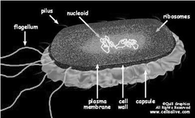 Bacterial structure Single celled organisms: - No membrane-bound nucleus; genome is circular piece of double-stranded DNA - No membrane-bound organelles such as mitochondria - Very small size - a