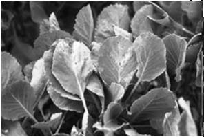 cabbage Guttation drops on hydathodes Types of Symptoms