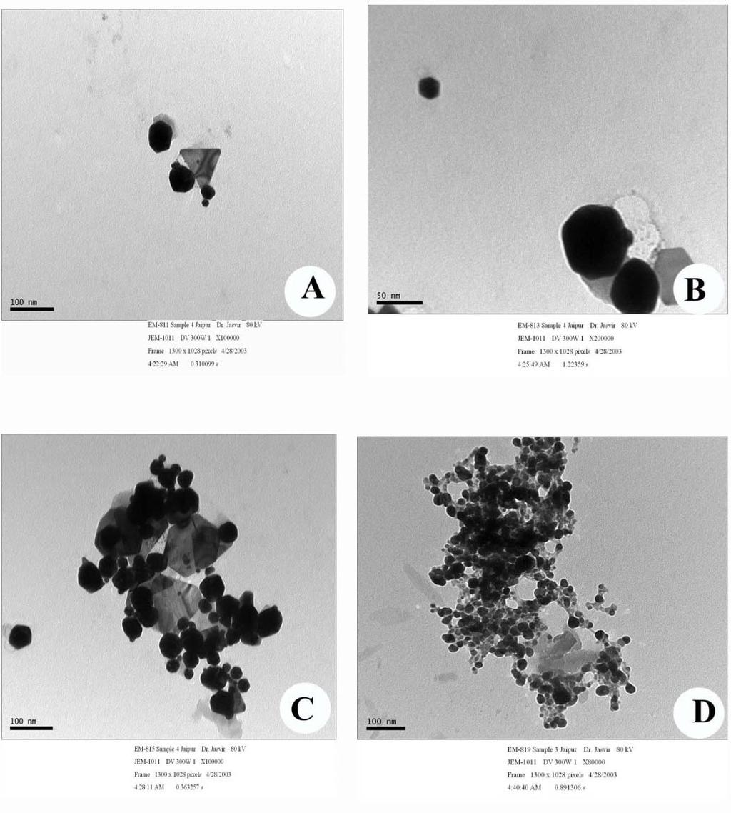 30 Fig 3 (A-D): TEM analysis of Gold Nanoparticles 2.7 Scanning electron microscopy (SEM) of Gold Nanoparticles The gold nanoparticles were characterized with scanning electron microscopy.