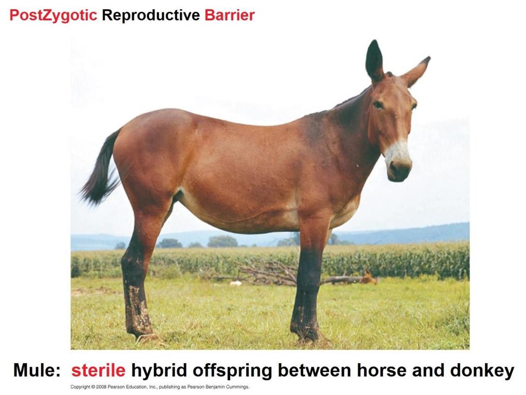 PostZygotic Reproductive Barriers Postzygotic barriers prevent the hybrid zygote from developing into a viable, fertile adult: Reduced hybrid viability -- weak offspring Reduced hybrid fertility