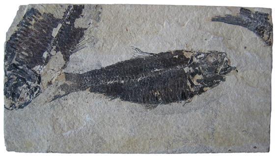 11. Fossils are not always body parts, but can be Imprint a film of carbon remains after an