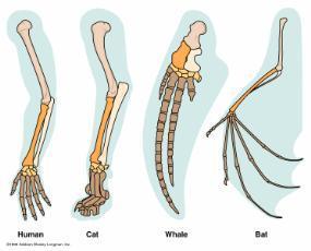 Comparative Anatomy Anatomically similar structures inherited from a common ancestor are called homologous structures.