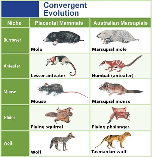 Convergent Evolution Unrelated species evolve similar traits even though they live in different parts of