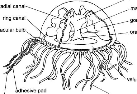 (bottom area) 66. For items 71 75, use the terms below to label the parts of the Cnidarian (not all will be used). a. mesoglea a. mouth b.