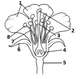 a) Maize plant as monoecious. b) Salvia sepals as petaloid c) China rose stamens as epipetaloid. 7. Match the parts in column A with the flowers or parts of flower in column B.