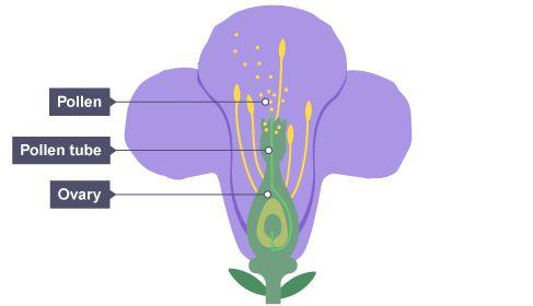 Fertilisation After pollination, (when the pollen arrives at the stigma), - the pollen (male gamete ) grows a pollen tube down the stigma, down the style, into the ovary.