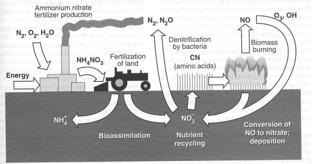 Anthropogenic components (fertilizer-related)