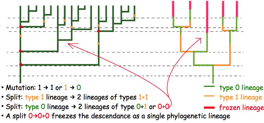 Speciation by genetic differentiation (3) The phylogeny is generated by a 3-type time-inhomogeneous branching process a lineage is in state 1 if the allele it is carrying is NOT