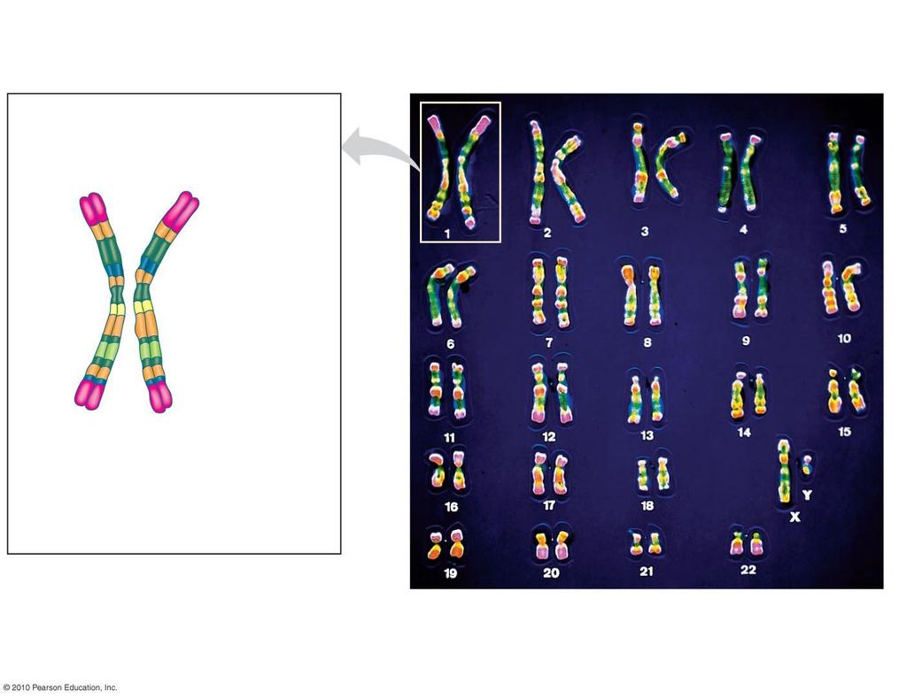 LM Pair of homologous chromosomes Centromere