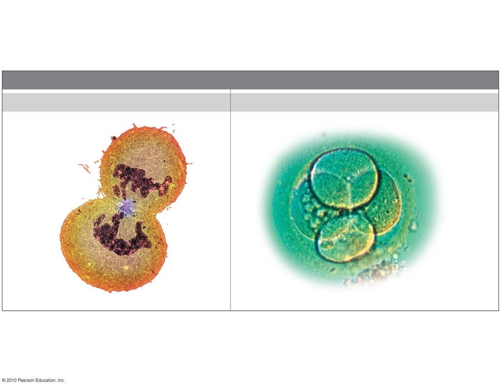 Colorized TEM LM Cell Replacement FUNCTIONS OF CELL DIVISION