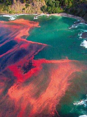 An algal bloom is a rapid increase in the