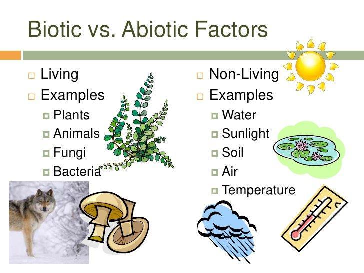 Factors involved in ecology Abiotic (non-living) such as sunlight, minerals,