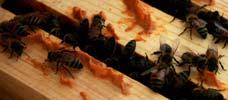 baskets to transport Foraging: Pollen Foraging: Propolis Microbially active