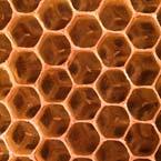 Worker Bees All female Underdeveloped reproductive structures Can lay eggs in the