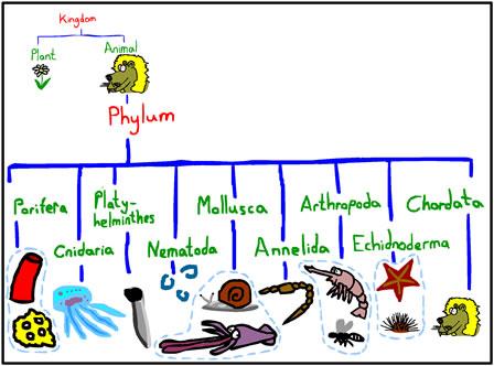 Example: Animals Not all listed; most are worms! http://www.