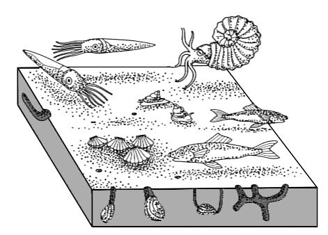 Cambrian fauna Modern fauna 1214 01 05 Source: Milsom & Rigby Fossils at a Glance (2009) Figure 2b Figure 2c (i) With reference to Figure 2b and Figure 2c, describe two differences in the modes of