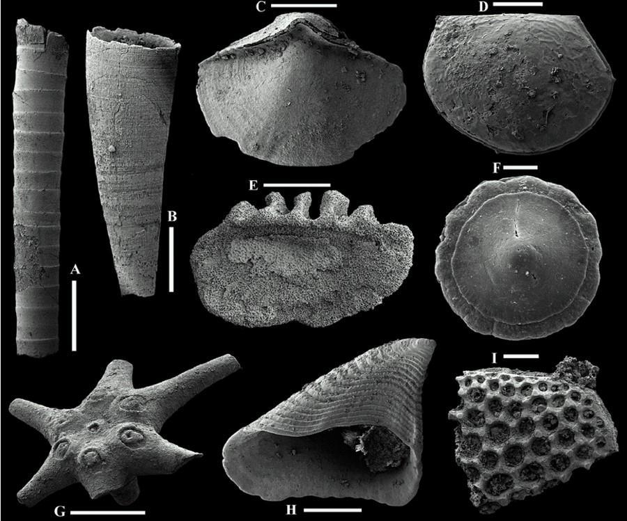 Small Shelly Fossils Small shelly fossils (SSF) are the earliest signs