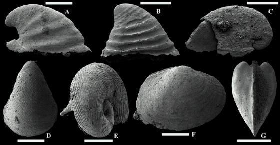 Cambrian, 10 Myr before the first large crown group body fossils Some